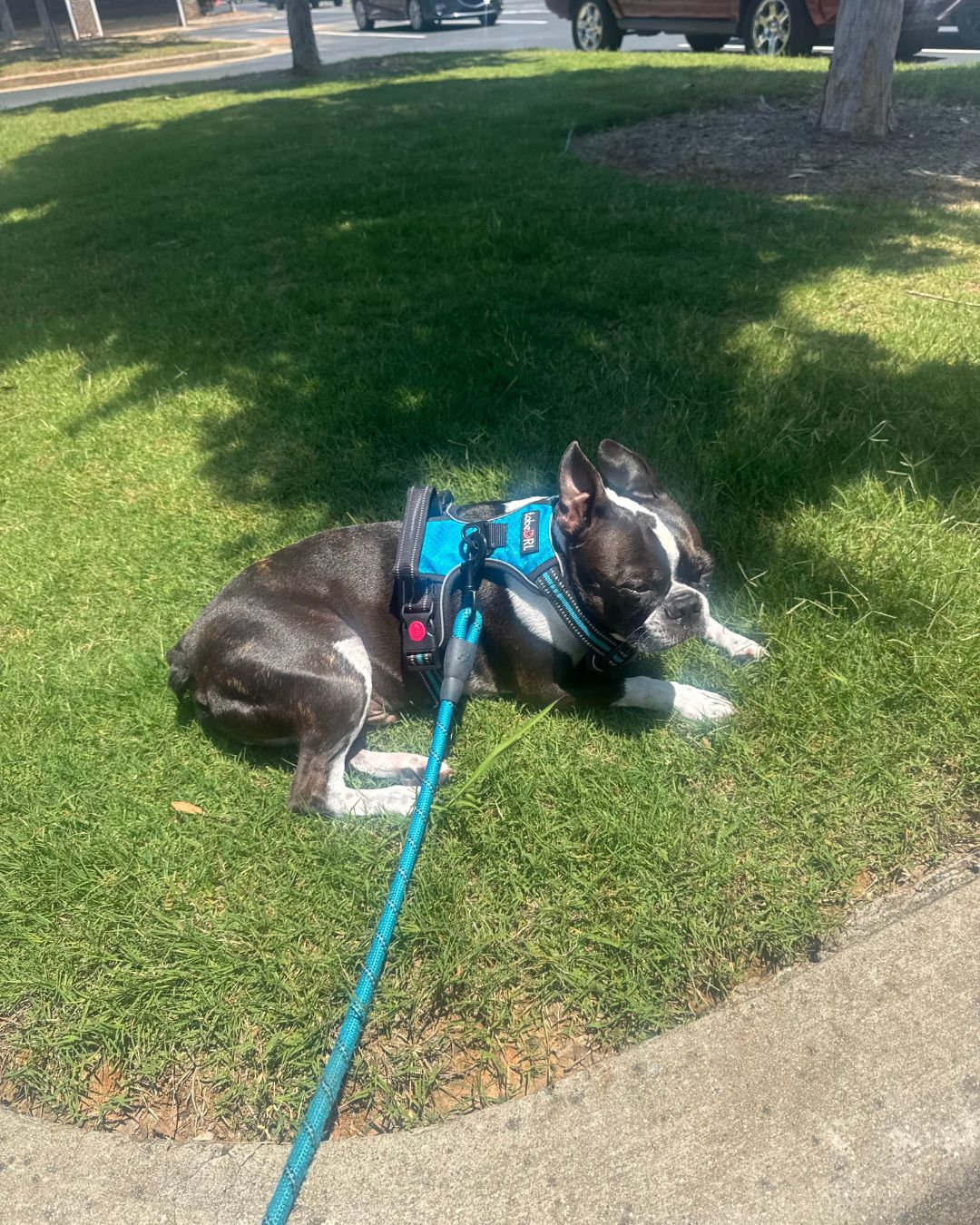 Benji sunbathing